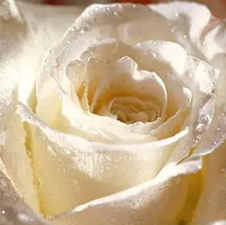 Цветочные горшки кашпо завод Роза красивые цветочные горшки Роза бонсай 100 шт
