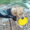 1000ml Large Collapsible Dog Pet Folding Silicone Bowl Outdoor Travel Portable Puppy Food Container Feeder Dish Bowl ► Photo 3/6