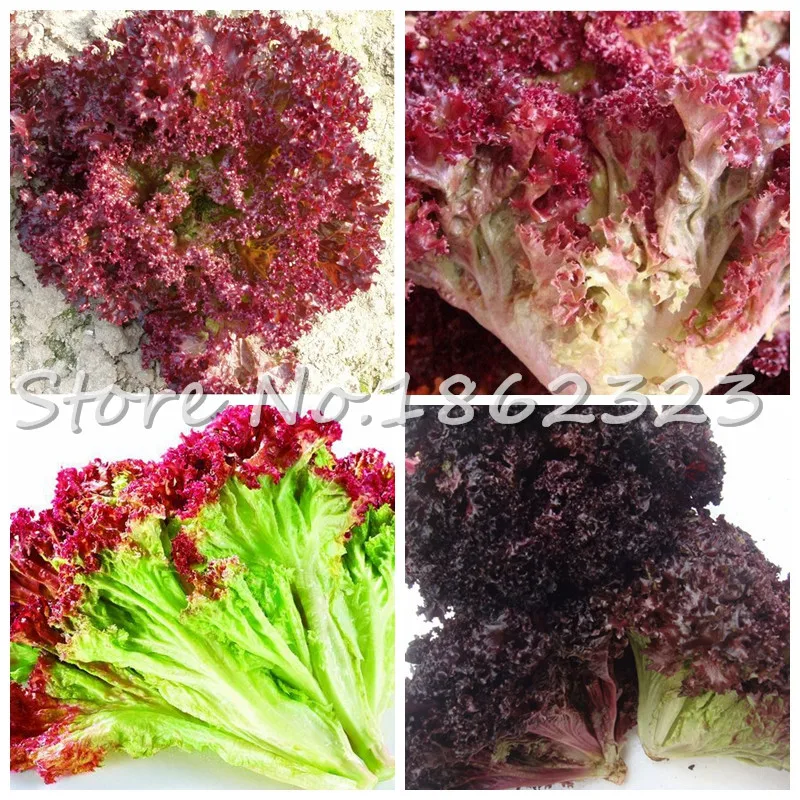

200 Pcs Bonsai Lettuce Good Taste Easy To Grow Great Salad Dhoice DIY Home Garden Plant Vegetables Rich Vitamins Chinese Leaves