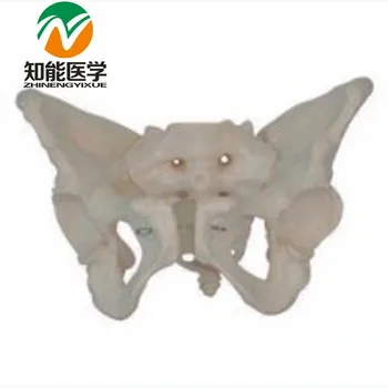 

Life Size Adult Female Anatomical Pelvic Skeleton Model BIX-A1024 WBW137