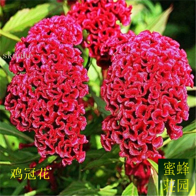 

Cockscomb bonsais Chicken Bun Flower bonsais Old Alkaline Aloe Corset Cockscomb bonsais Approximately 100pcs(ji guan hua)