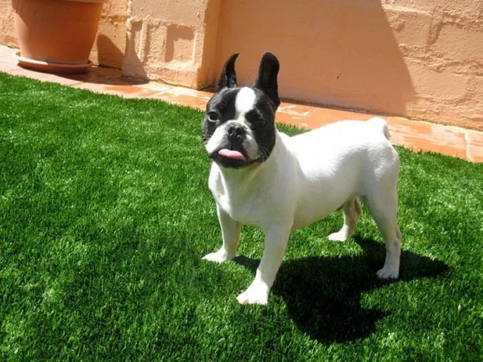 luxgrass artificial grass turf (1)