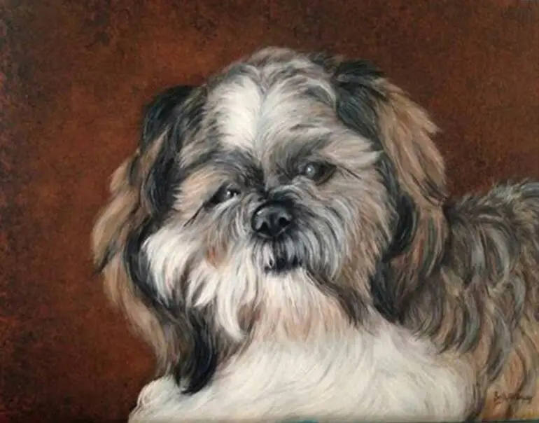 shih tzu 2
