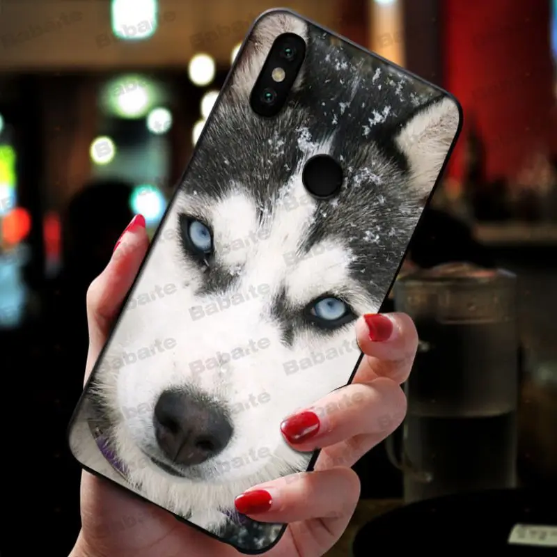 Animal Husky cute Puppy Dog