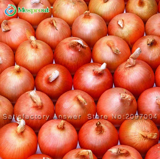 Новый Горячий Вкусный 100 шт. Гигантские Лука Семена Органические Овощи