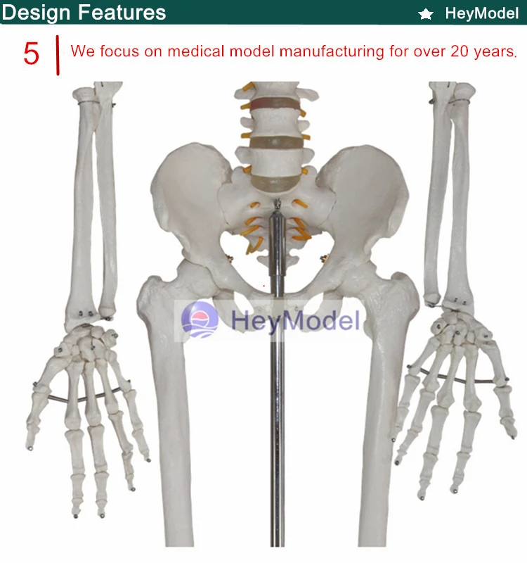Модель скелета heymole для всего тела с окрашенным цветом для медицинского использования