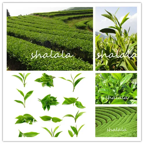 

10Pcs Chinese Green Tea Tree Bonsai Plant Tree Potted Flower Plant Evergreen Trees High Germination Herb Plant