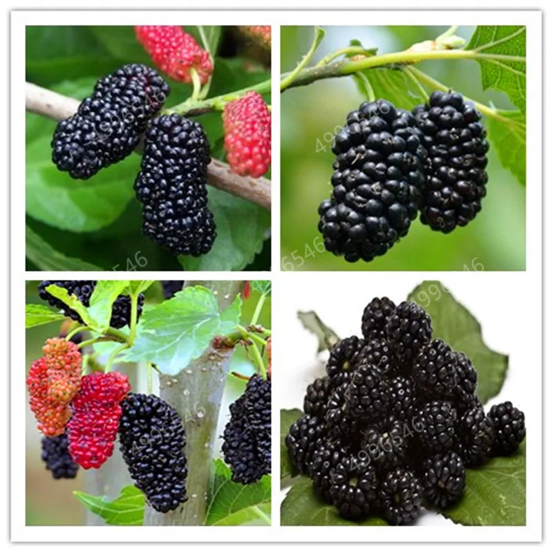 

200 Pcs/lot Sweet Black Berry Giant Blackberries Heirloom Blackberry bonsai Triple Crown Blackberry Black Mulberry