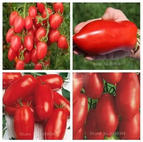 

100 pcs long tomato Easy to grow Home potted vegetables Non-GMO Heirloom fruit & vegetable bonsai plants garden decoration