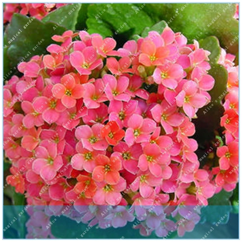 

ZLKING 100pcs Potted Kalanchoe Longevity Flower Balcony Bonsai Plant For Garden Home Four Seasons planting Easy to grow