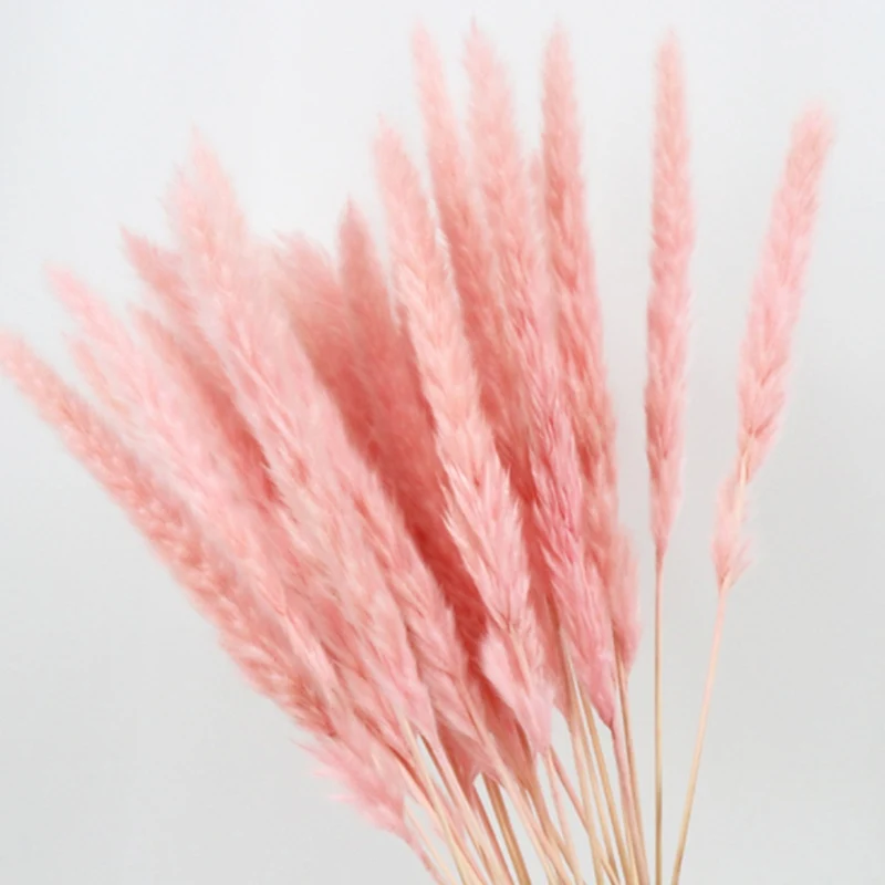 15 шт. натуральные сухие небольшой пампасной травы Phragmites Communis свадебный букет от 40