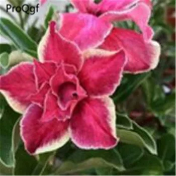 

Prodgf 3Pcs A Set white border Adenium Desert Rose