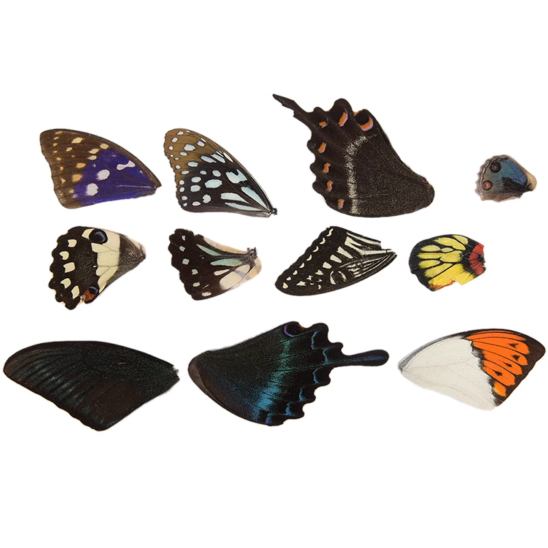 

100Pcs Real Butterfly Wings DIY Jewelry Artwork Art Hand Craft Gift Random