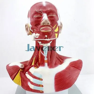 

Human Anatomica Muscles Of Head And Neck Anatomy Medical Model Facial Plastic