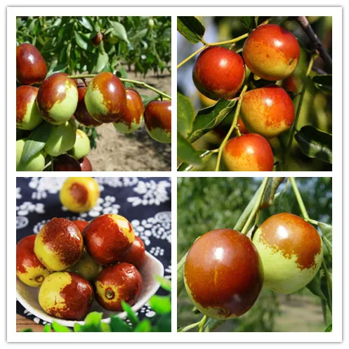 

10 Pcs Jujube Bonsai Chinese Big juicy Bonsai Fruit Tree Bonsai Rare Tropical Fruit Bonsai Home Garden Potted plant