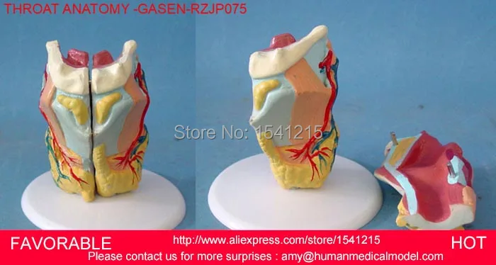 

MEDICAL ANATOMICAL TORSO ANATOMICAL MODEL STRUCTURE HUMAN ORGAN SYSTEM INTERNAL ORGANS LARGE THROAT-GASEN-RZJP075