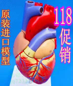 

heart model 1 2 2 - model model