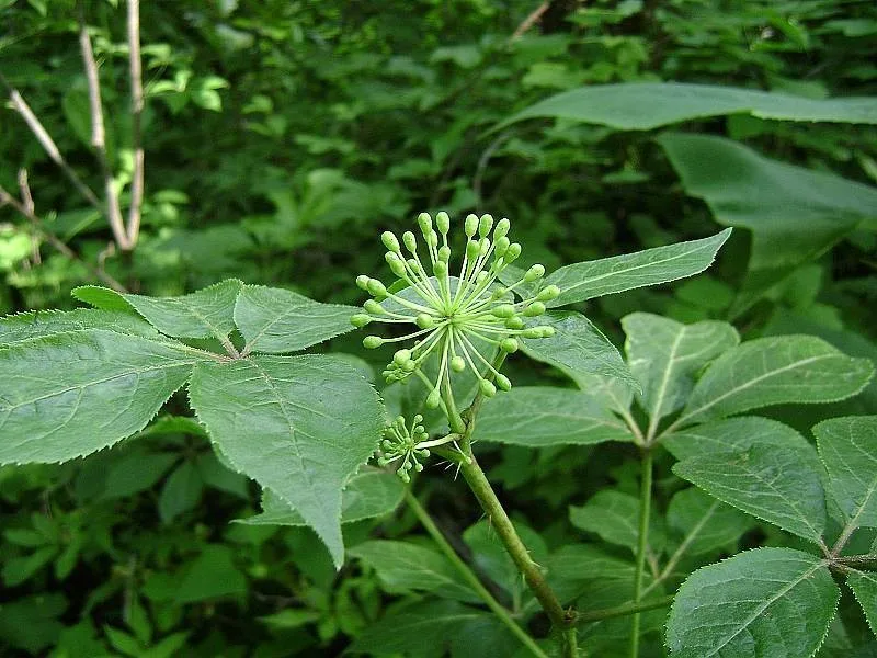 Panax корень женьшеня г Высокое качество экстракт 100% 500 органический экстракт женьшеня