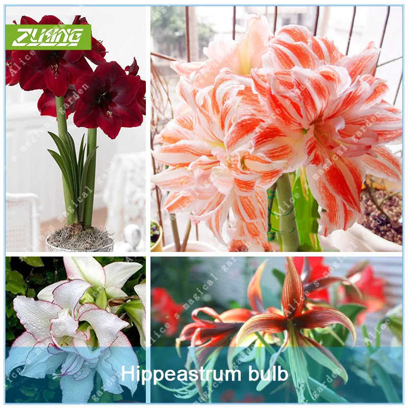 

ZLKING 2 Pcs Amaryllis Bonsai Bulbs Barbados Lily Not Balcony Flower Hippeastrum Bulb Hydroponic Root Potted Plants Flower