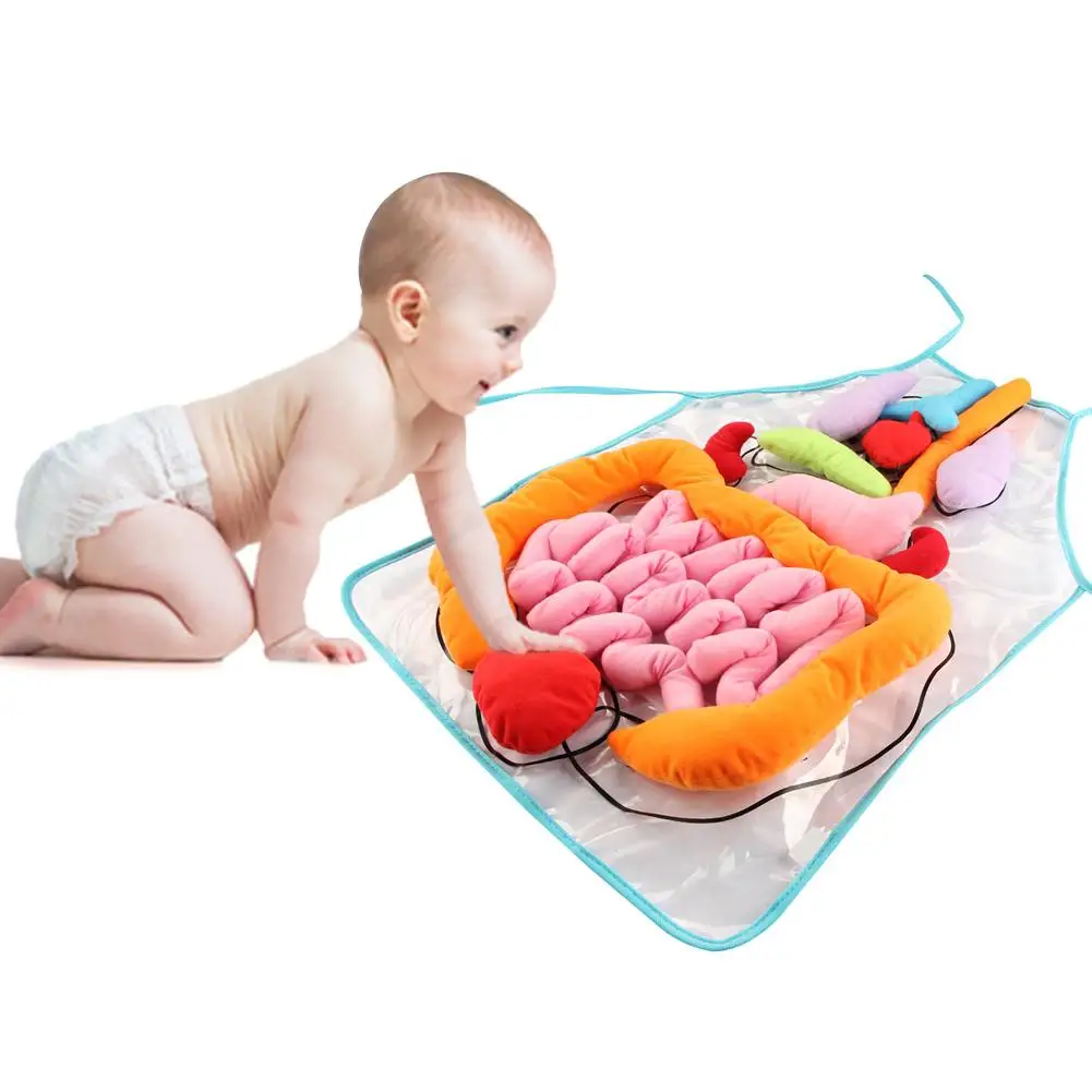 Organs Toy New Educational Insights Toys For Children Anatomy Apron Human Body Organ Awareness For Preschool Science Home School