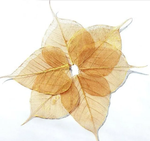 50pcs 4 8cm Dried Natural Gold Pul Bo Tree Large Leaf Leaves 50pcs 4 8cm Dried Natural Gold Pul Bo Tree Large Leaf Leaves