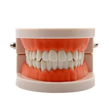 2шт Стоматологическая модель зубов, обучающая модель для взрослых, модель зубов для детей, для обучения, демонстрационная модель для обучения