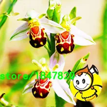 Rare Bee Orchid Flower Seeds Orchid Seeds Smile Interesting Plants Potted Plants Garden Flowers 100PCS Free Shipping