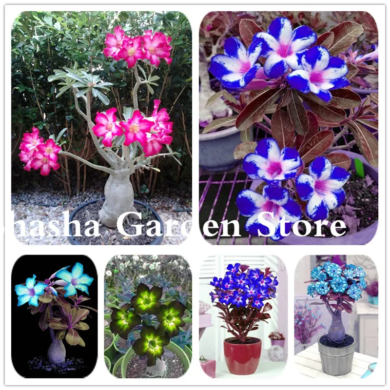 

2 Pcs/ Bag Rare Color Desert Rose Bonsai Flower Plant DIY Garden Decoration Adenium Obesum Potted Easy To Growing Plants