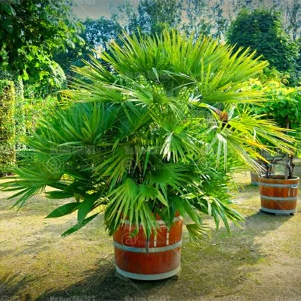 

10Pcs Dwarf palm bonsai Evergreen green ornamental potted plant Bonsai tree plants For home garden Trachycarpus fortunei plantas