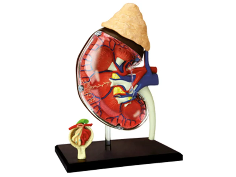 

1:1 Human Kidney Teaching Model for Anatomical Medicine man Organs puzzle toy Biology teaching aids Medical Science Assembly mo
