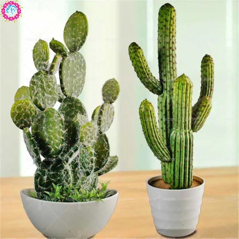 50pcs Mixed Cactus Real Prickly Pear Succulent Plant Lithops Bonsai Planting for DIY Home Garden Supplies Potted