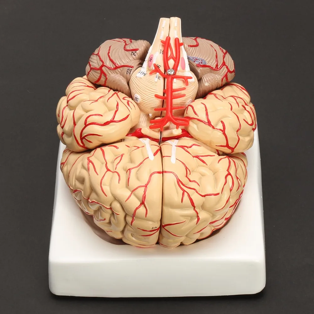 Человеческие жизни Размеры мозга анатомическая модель медицинская набор 8 Запчасти бюджет артерий мозга модель анатомии