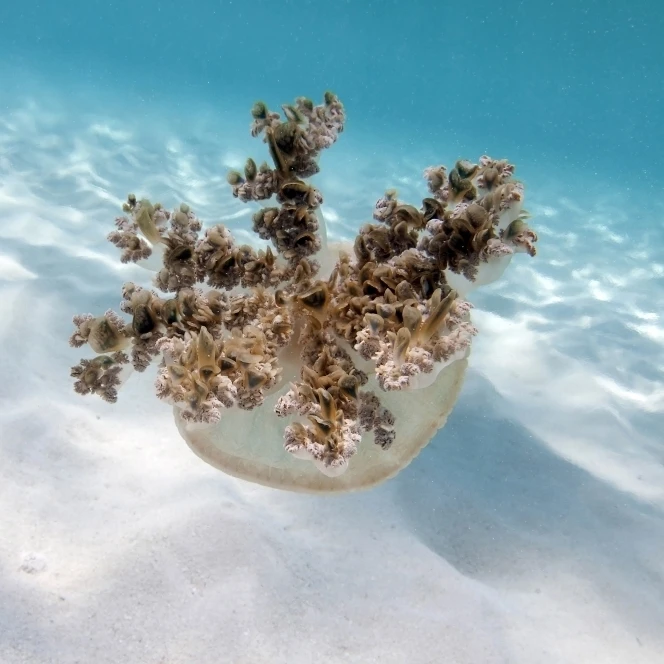 Upside down jellyfish over sand in Caribbean Sea Poster Print (17 x 11)