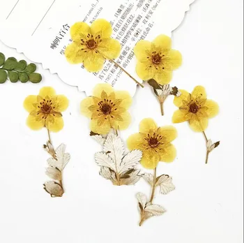

120pcs Pressed Dried Gold Rosa Multiflora Flower Plant Herbarium For Jewelry Postcard Invitation Card Phone Case Bookmark DIY