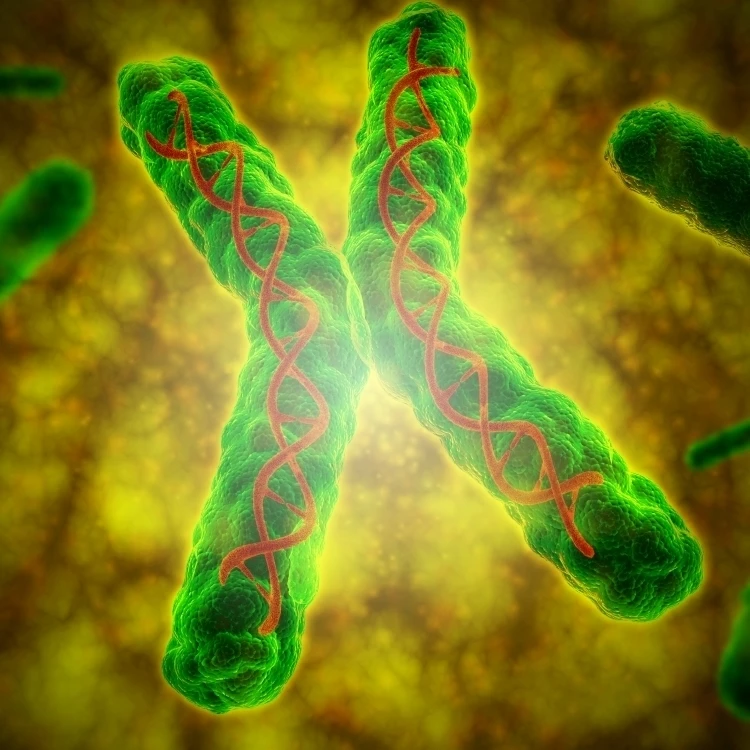 Conceptual image of a telomere Poster Print (16 x 12)