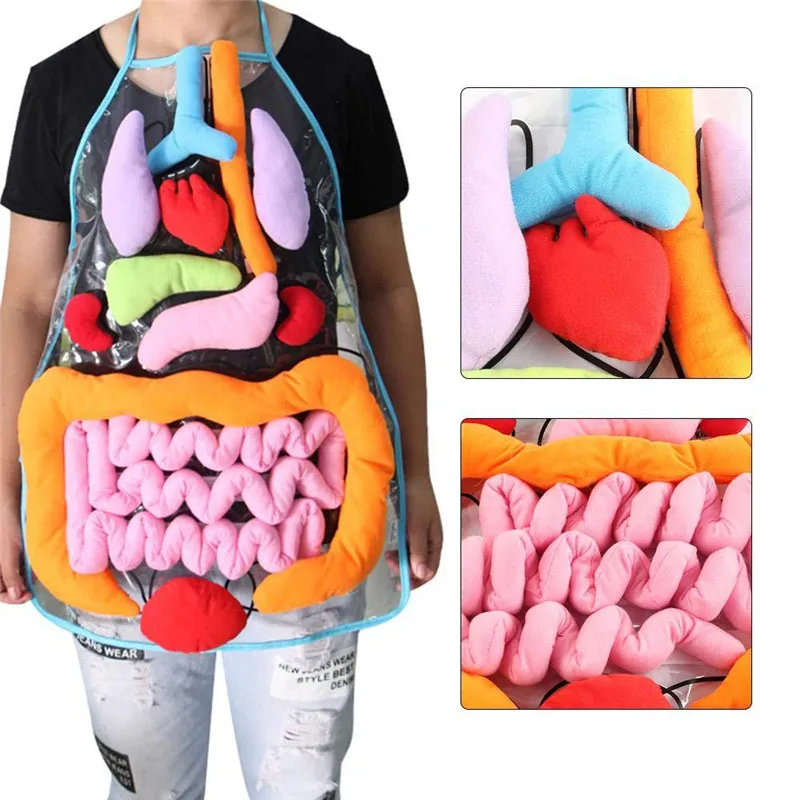 Anatomy School Apron Human Body Organs Awareness Educational Insigh Toys For School Learning Tools