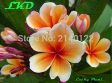 7-15inch Rooted Plumeria Rubra Plant Thailand Rare Real Frangipani Plants no222-Preal-Suriya