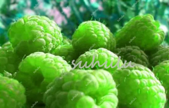 100 Pcs/Lot Genuine Wild Raspberry Bonsai, Sweet Fruit Plants For Home & Garden - Bonsai Fruit Plant Four Seasons Easy Grow 100 Pcs/Lot Genuine Wild Raspberry Bonsai, Sweet Fruit Plants For Home & Garden - Bonsai Fruit Plant Four Seasons Easy Grow