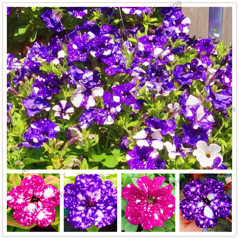 петуния старри блю. петуния ампельная звездная. петуния дот стар f1 семена аэлита. петуния ампельная night sky. петуния surprise sparkling purple.