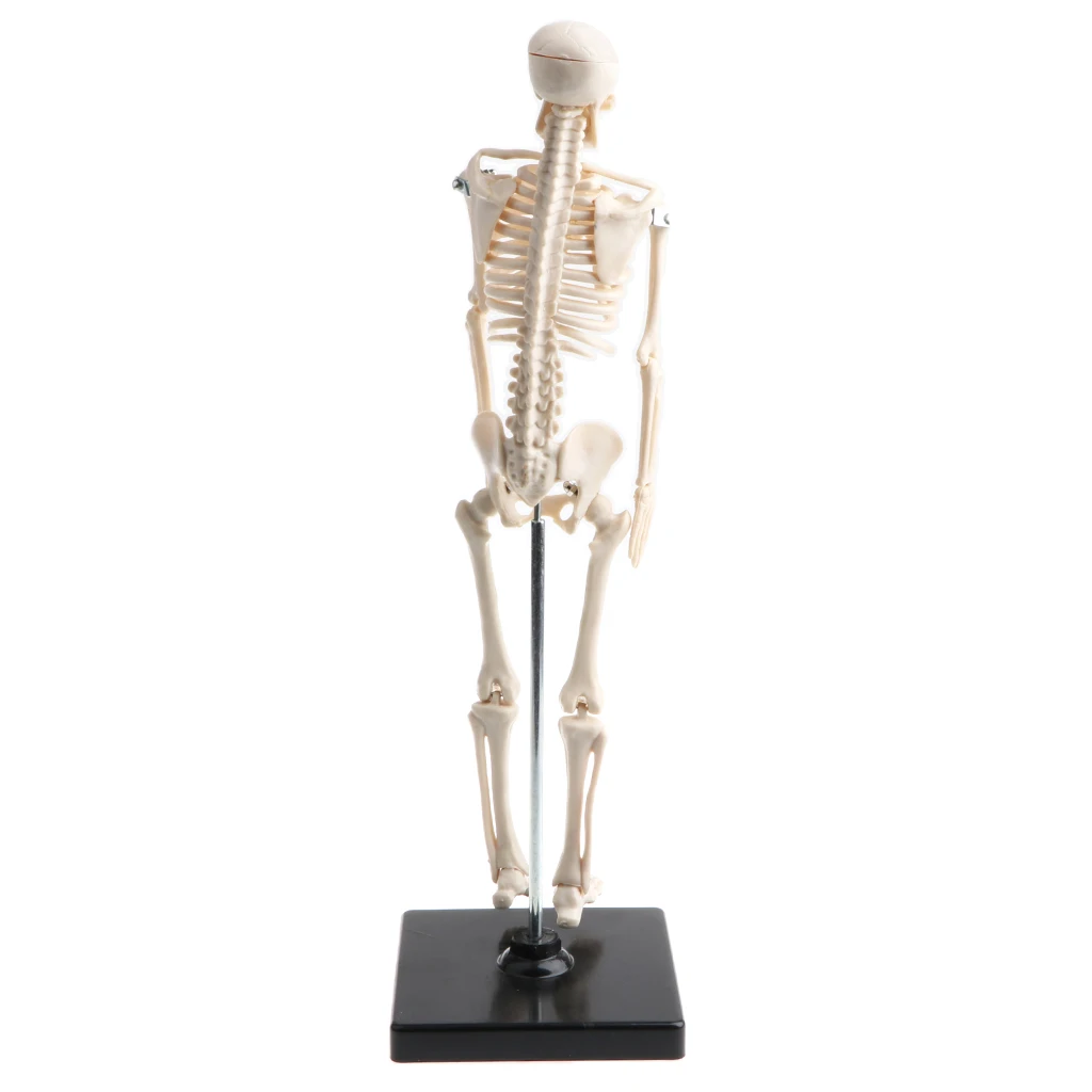 42cm Educational Children Body Skeleton Model with Base Science Anatomy Toy School Teaching Aids