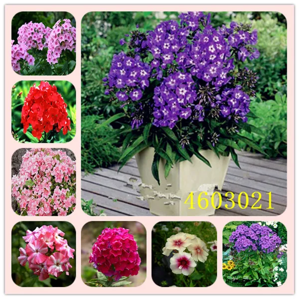 

100Pcs New Arrival Home Garden Plants Outdoor perennial PHLOX bonsai ,planting Phlox Flower plant Free Shipping