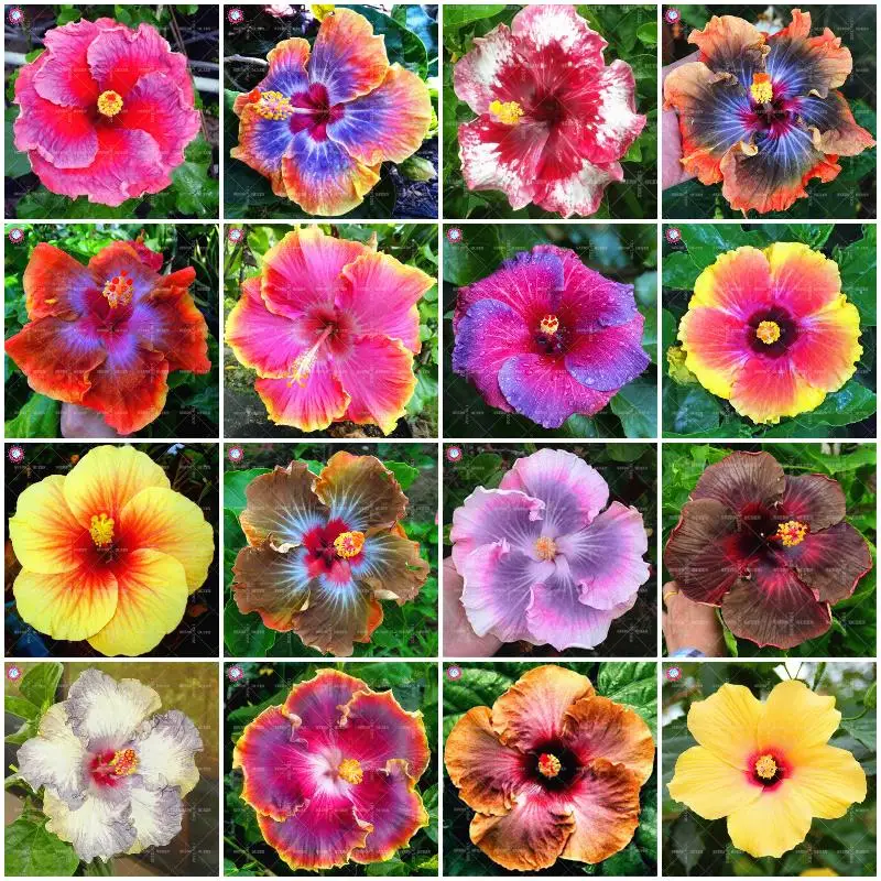 

100pcs/bag Gaint Hibiscus bonsai tree mixed colors hibiscus flower bonsai plants perennial flowering plant home garden planting