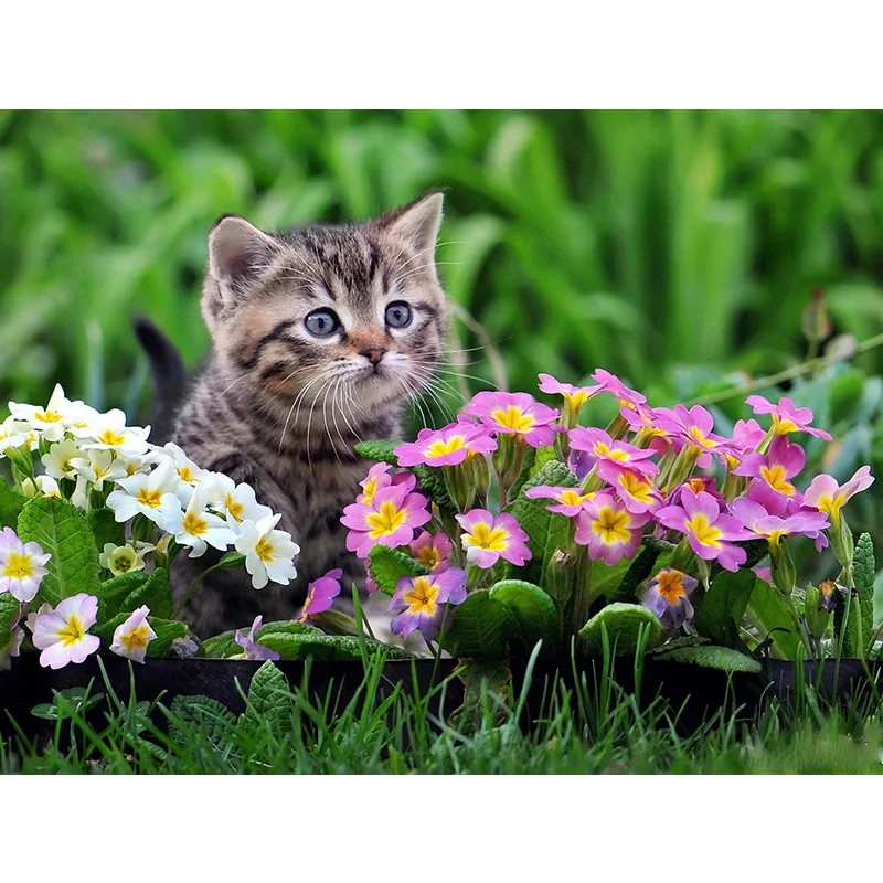 Home Diamond Embroidery Cute Kitten Square&ampRound Drill Handmade 5D Diy Painting Cross Stitch Mosaic Craftwork | Дом и сад