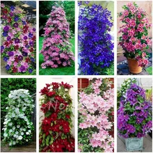 100 Pcs Clematis font b Seeds b font Clematis Vine font b Seeds b font Perennial
