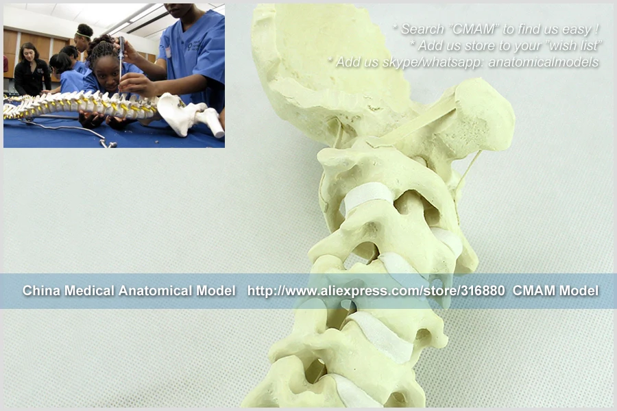 12322/ортопедические модели шейного отдела позвоночника для тренировочной практики, медицинские и образовательные Обучающие анатомические модели