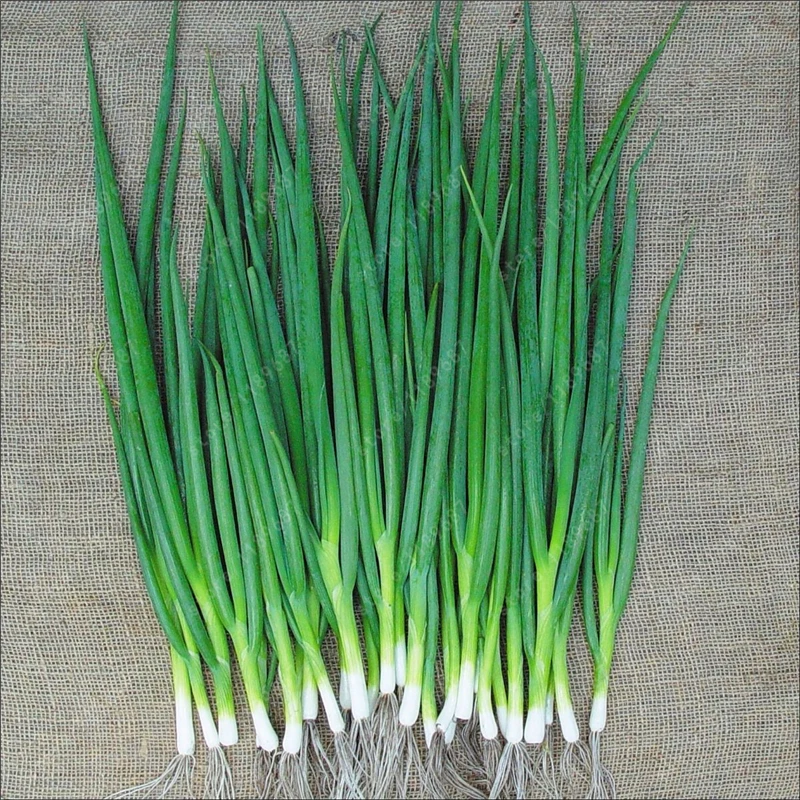 100pcs/bag small green onion seeds, Organic heirloom seeds