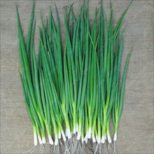 100pcs/bag small green onion seeds, Organic heirloom seeds vegetables, heathy Kitchen cooking food plant pot or bonsai seeds