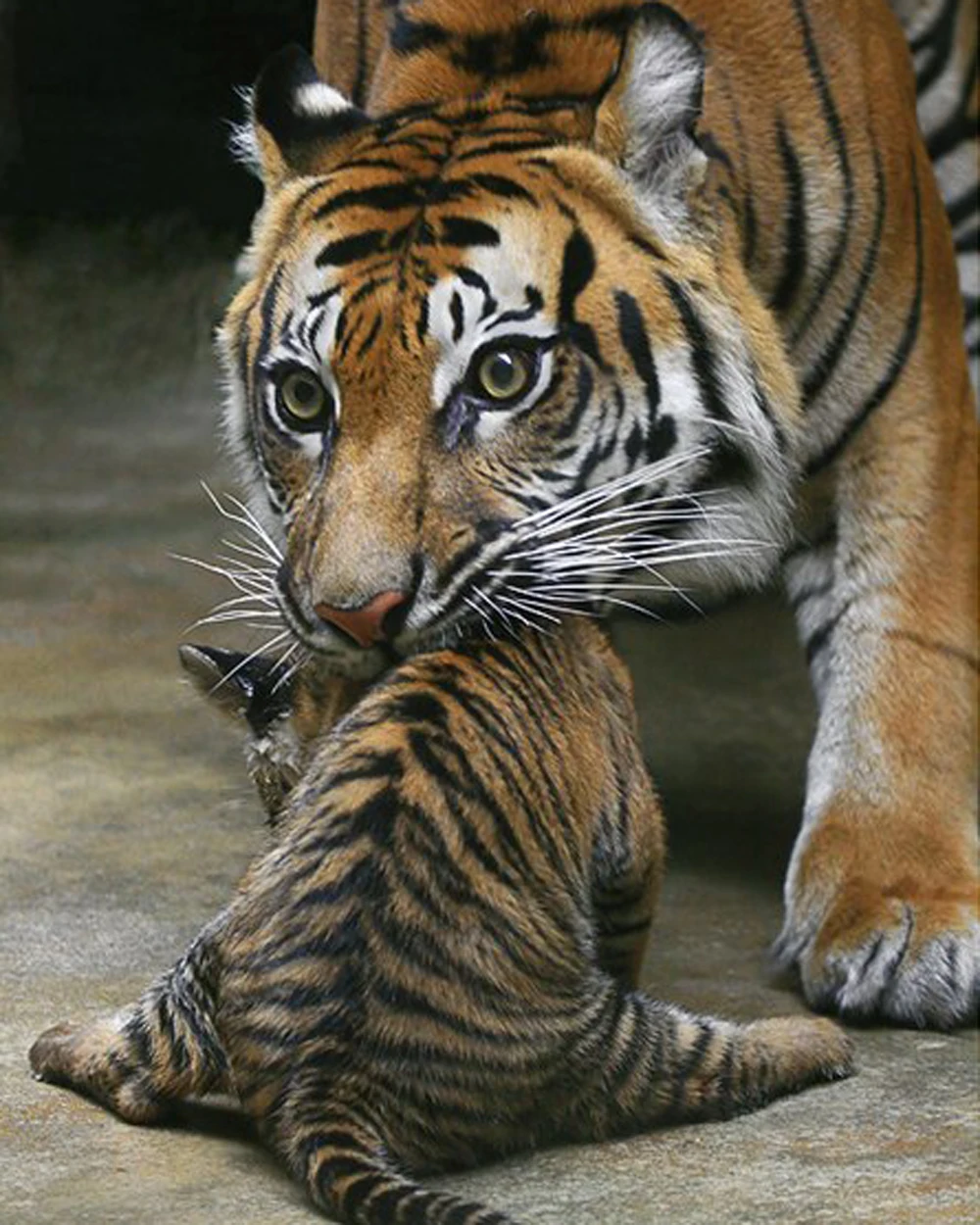 

Diy Diamond Painting Animal Diamond Cross Stitch Crystal Square Diamond Sets Unfinish Decorative Diamond Embroidery Tiger