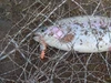 32mm 3,2g cebo de manivela Señuelos de Pesca de plástico duro, Countbass Wobbler salmón de agua dulce Crappie cebos de pesca ► Foto 2/6