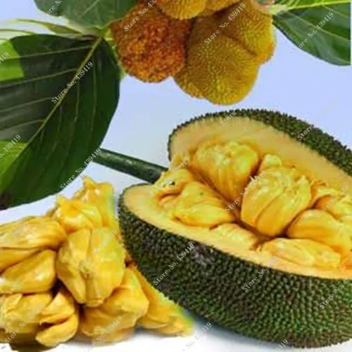 10 Pcs Fresh Seeds Tropical Rare Giant Seed Miracle Fruit Trees Jackfruit Seeds Garden Plants Flowering Plants Planting Okra Seeds Planting Broccoli Seedsplanting Snapdragon Seeds Aliexpress